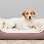 The 5 Best Orthopedic Dog Beds in 2025, Tested for Support and Comfort